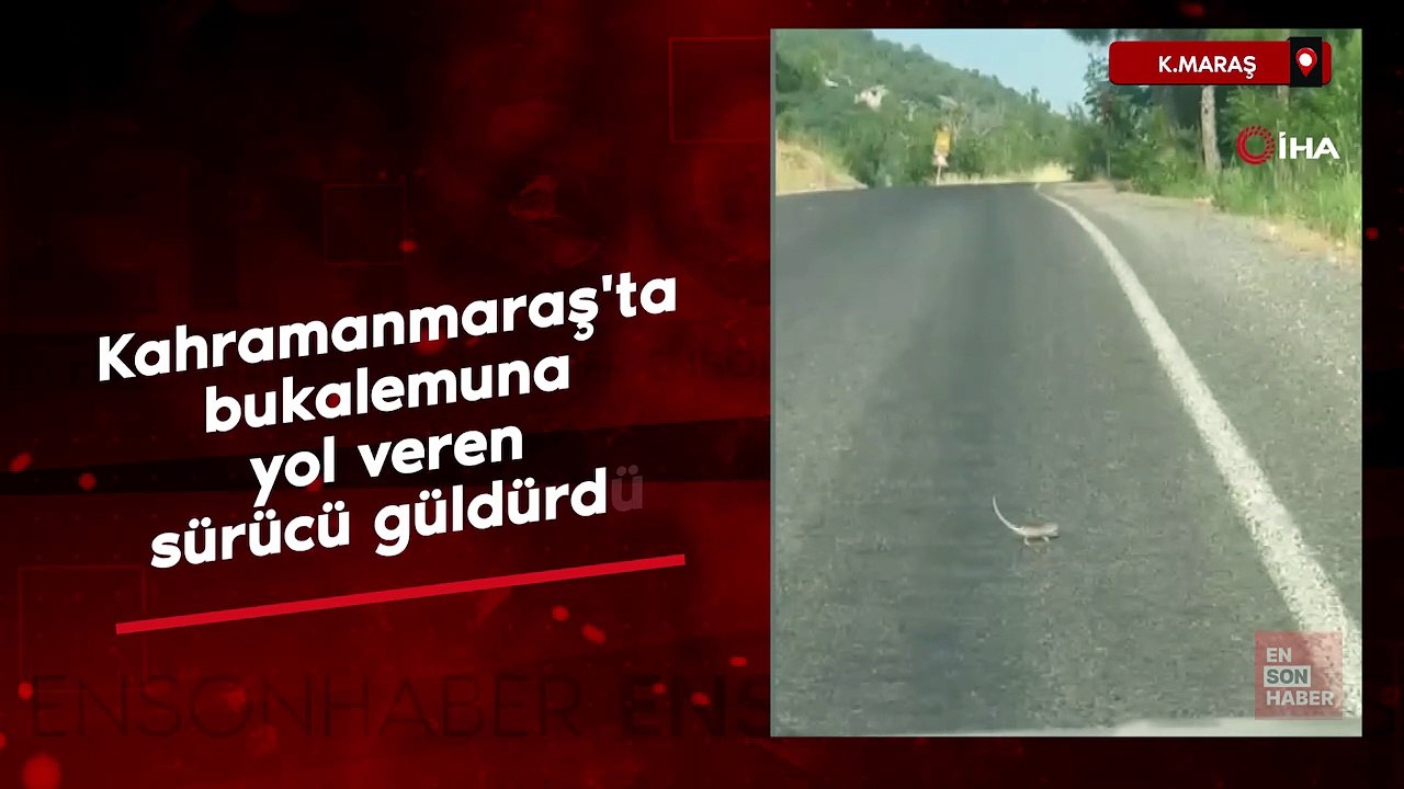 Kahramanmaraş'ta bukalemuna yol veren sürücü güldürdü