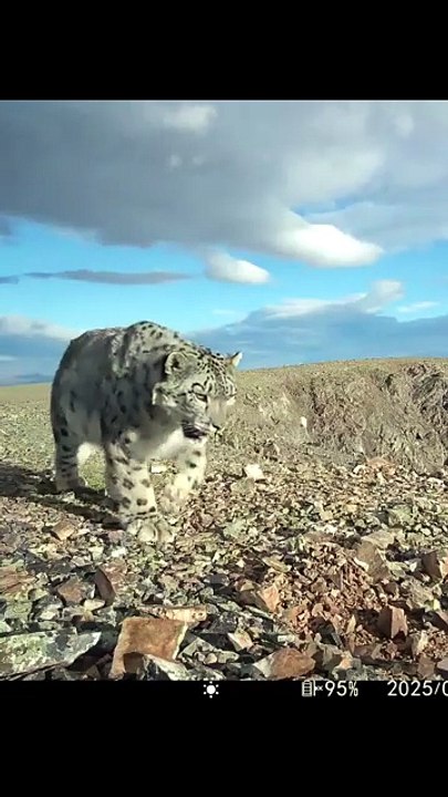 Rare Snow Leopard Caught On Camera