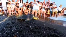 Türkiye'nin doğuştan engelli Caretta Carettası'na uydudan takip