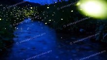夏の夜の小川に蛍が舞う