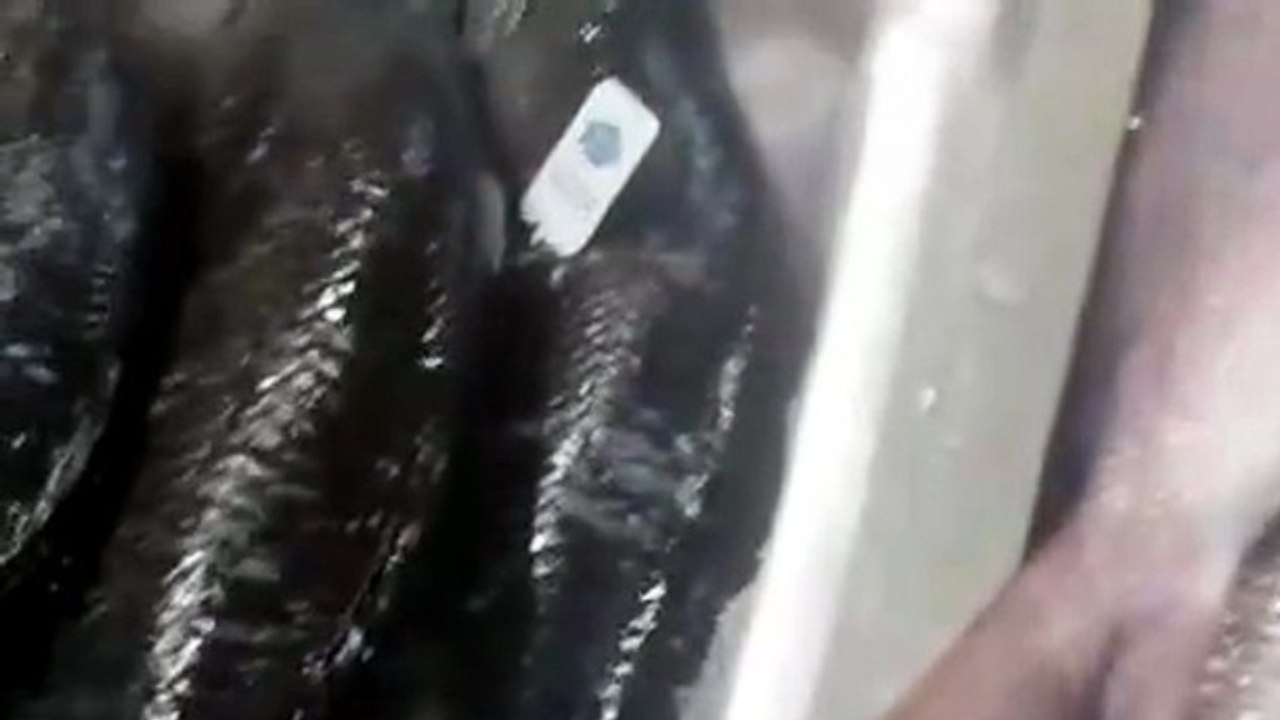 محل رقم 2 فى سوق السمك بالمدينة المنورة