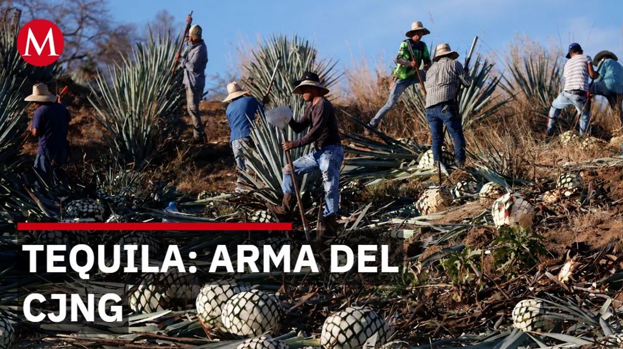 Tequila de Jalisco, símbolo de México, es usado para lavar dinero del CJNG