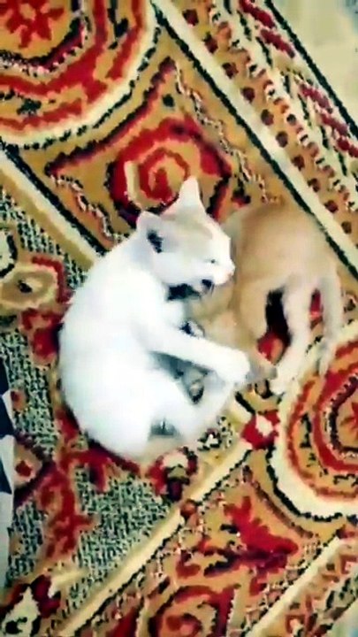 My Kittens Are Missing 😢 | Please Help Find Them