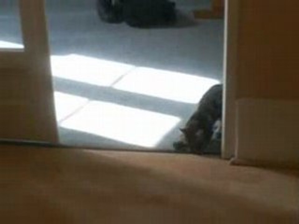 Petit chat qui marche... de travers