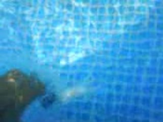 poissons rouges piscine