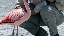 Flamingo Trapped in Rock-Hard Mud… Then This Happened 🦩❤️