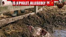 Farmer Rescues the Muddiest Piglet Ever… 😂🐷❤️