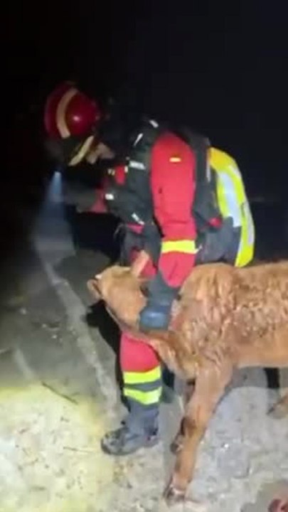 La UME rescata a animales del incendio