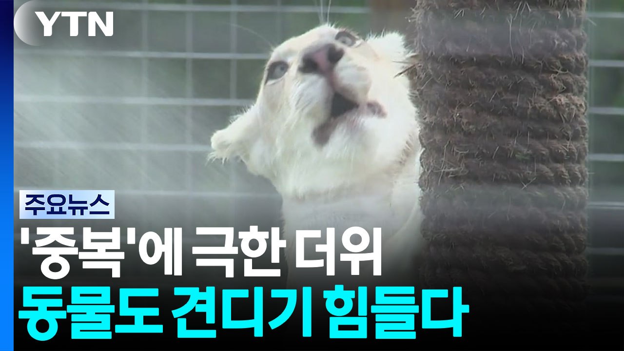 '중복' 극한 더위에 사람도 동물도 '복달임' / YTN