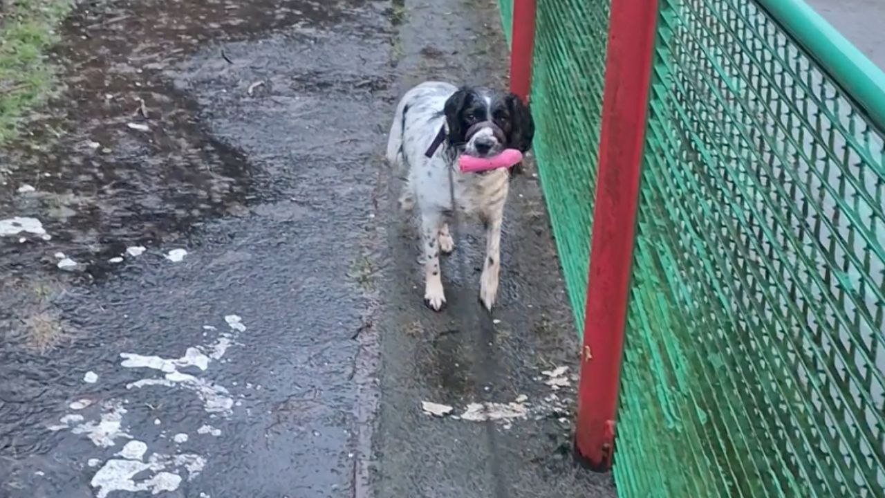 Dog Finds An Ault Toy Near A Kids’ Pitch