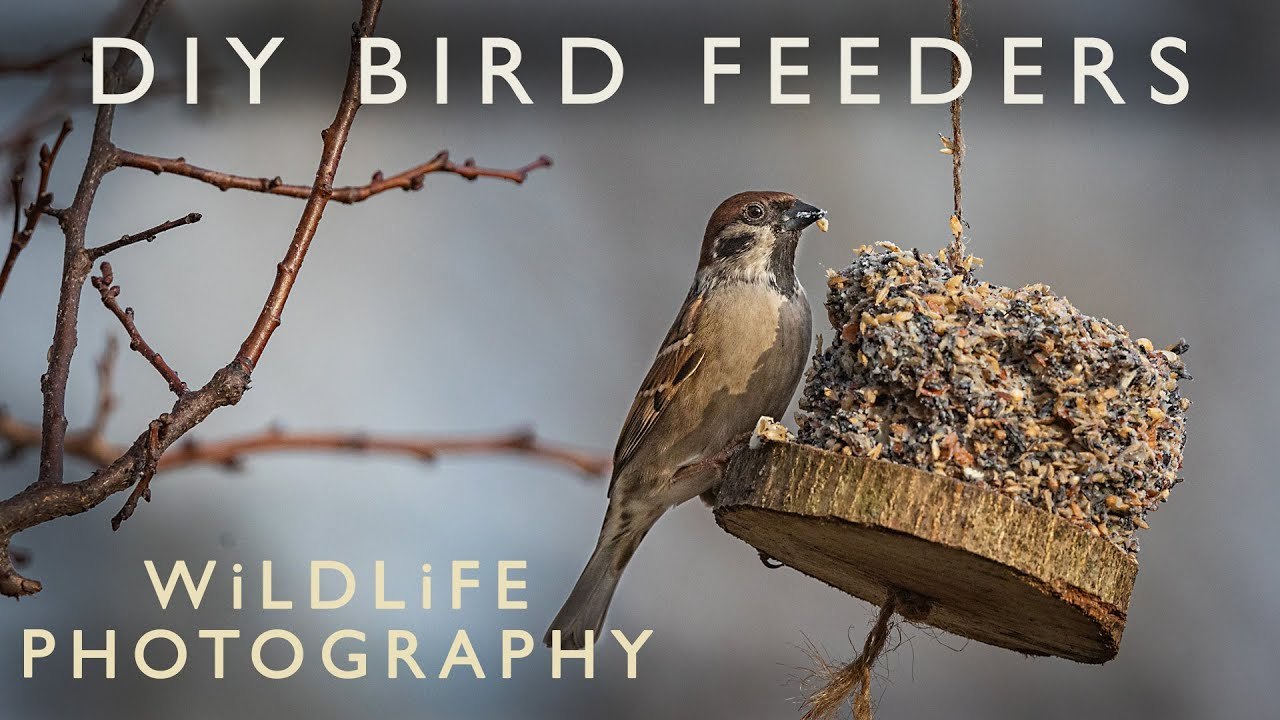 How to make DIY Bird Feeders : help the wild birds in your Garden this winter | Wildlife Photography