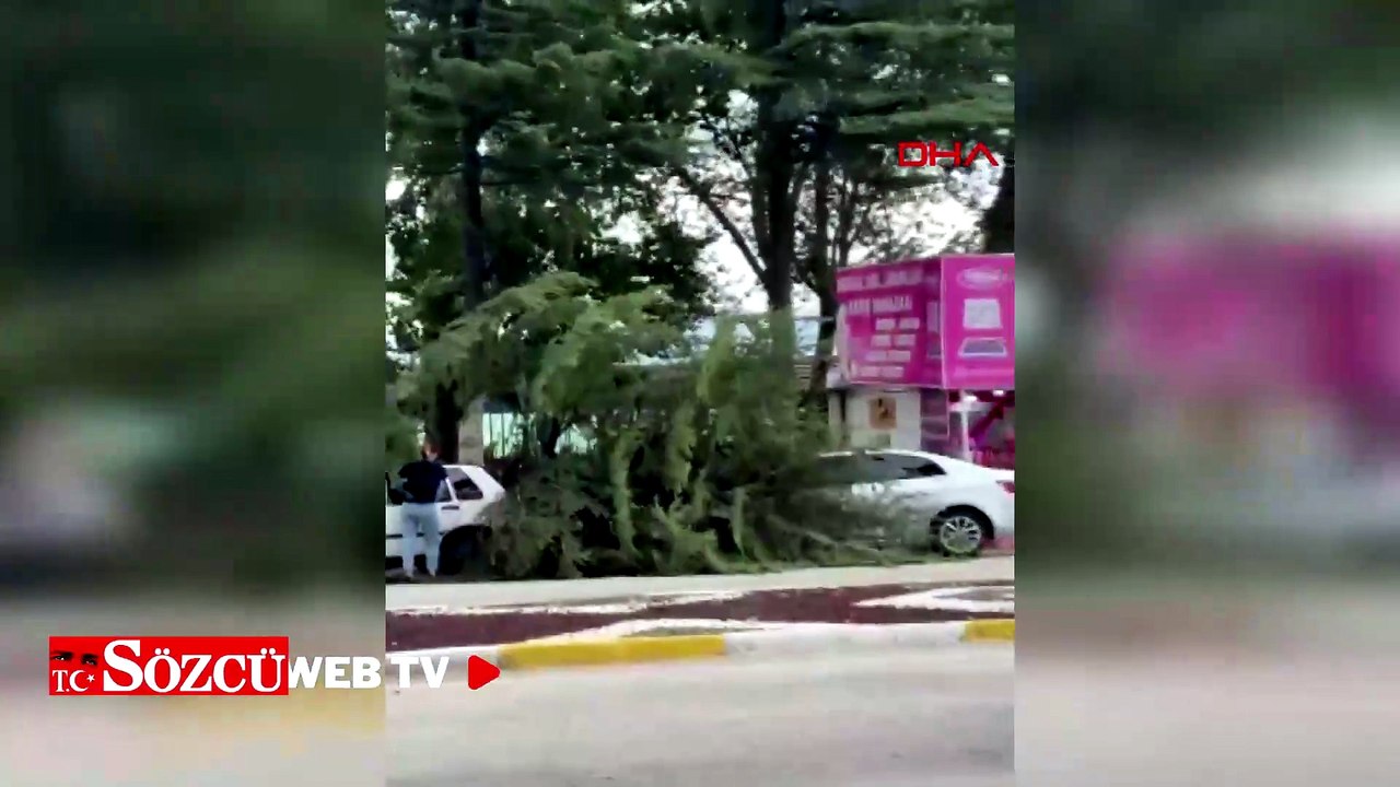 Fırtınanın kökünden söktüğü ağaç, otomobilin üzerine devrildi