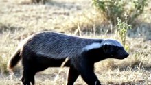 Honey Badger : The fearless survivor known for its unstoppable determination
