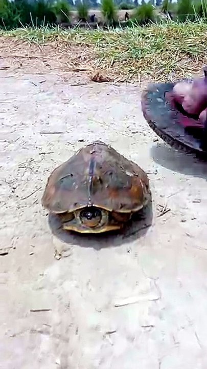 Turtle