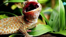 50 Incredible Creatures You Need to Know From Backyard Neighbors to Wild Wonders!