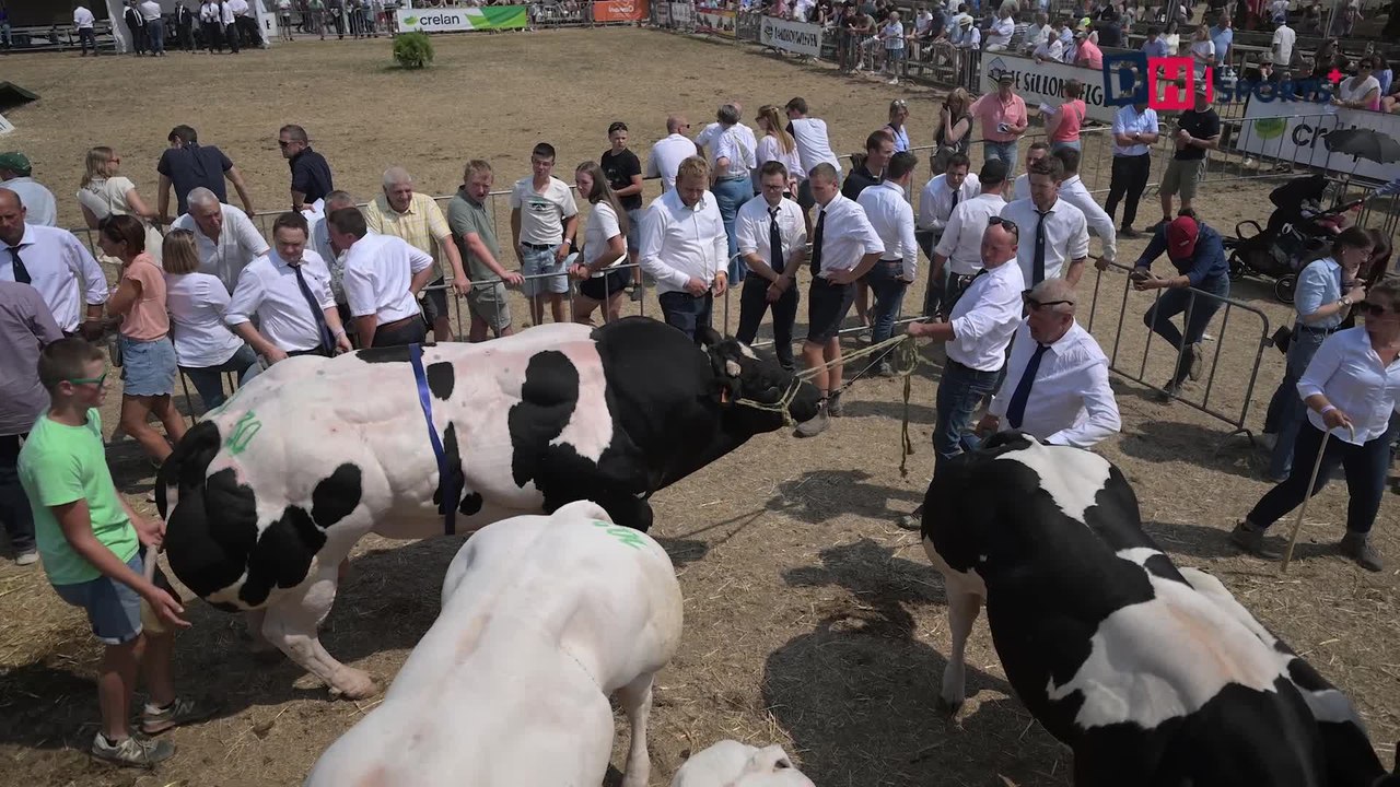 Écossais, le BBB de Bertrix, nommé Champion des Champions à la Foire de Libramont