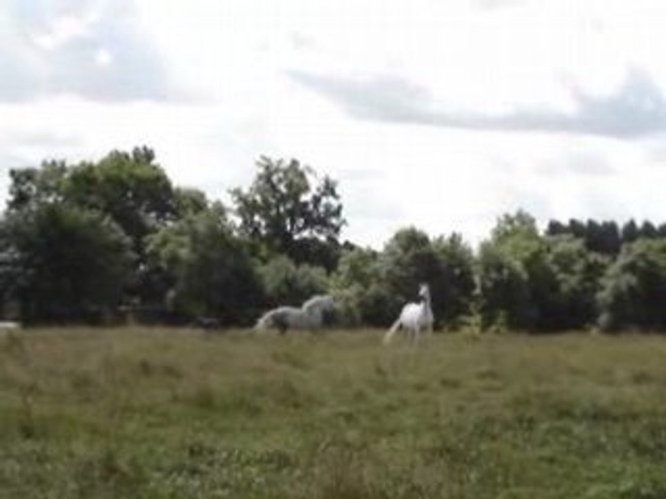 MOV04511