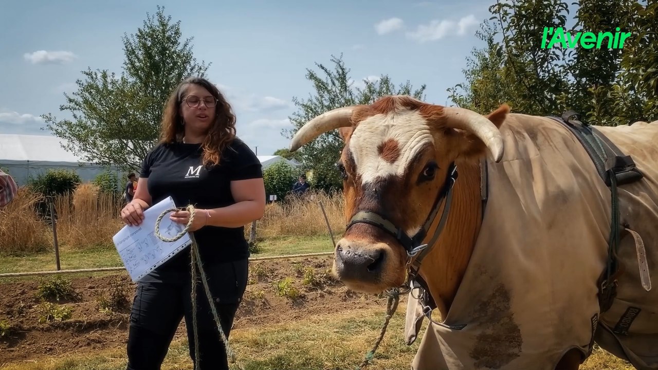 Quand les bœufs remplacent les machines : une tradition toujours vivante à Tournay