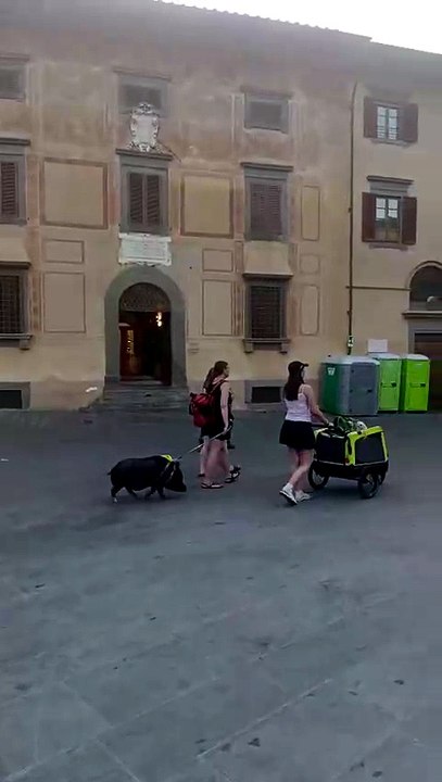 Pisa, un maialino a spasso per la città