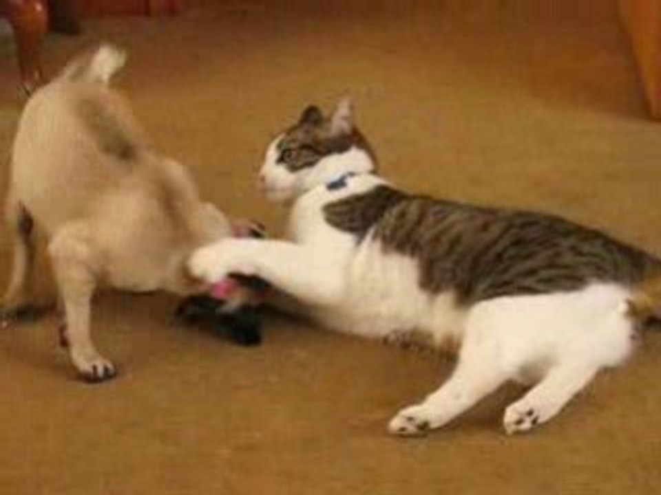 Cat & Dog Wrestling