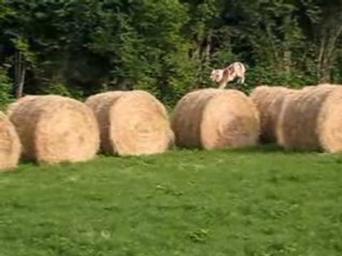 Buddy et les bottes de foin