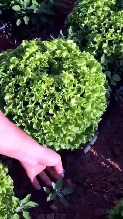 How to harvest curly lettuce?