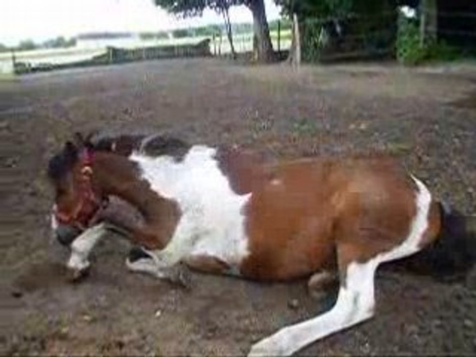 Roulade de mon loulou au près le 08/07/08