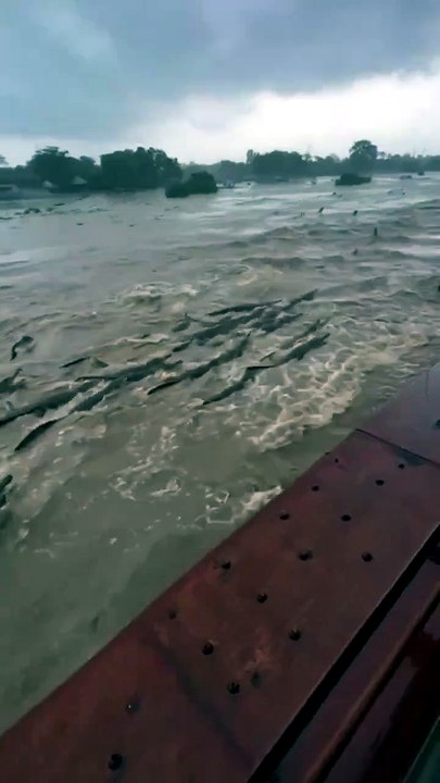 Se escapan cocodrilos en la India tras inundaciones.