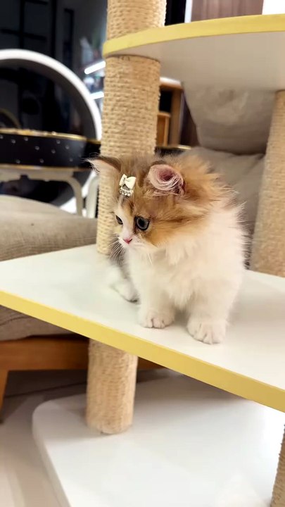 Cute cat