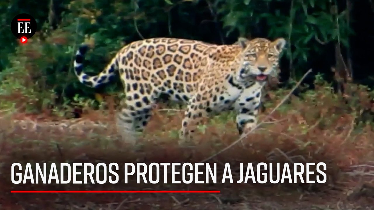 Ganaderos defienden la vida de los jaguares en los Llanos Orientales