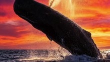 🐋 Baleia Cachalote 🐋