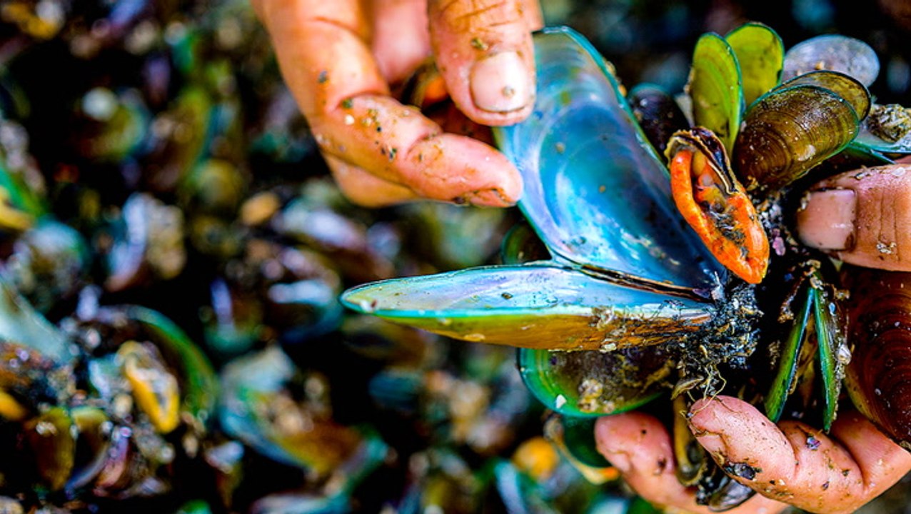 How families risk their lives harvesting toxic green mussels in Indonesia