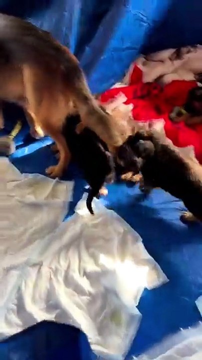 🤣funny German Shepherd dog😍 #puppy#gsd#lovers😘#germansherphed😍 loves #funny🤣folow me