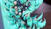 jade vine flower blue plant lover