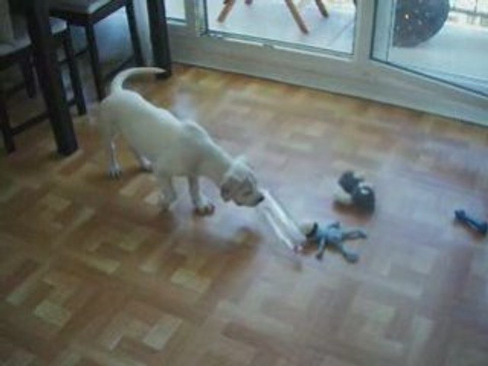 darwin & la bouteille