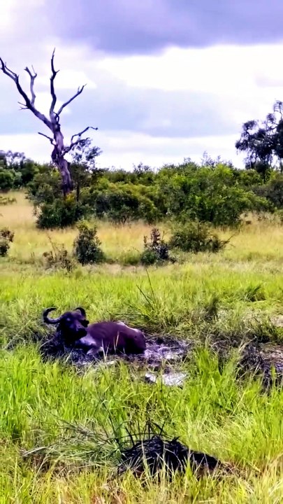 Ruthless Male Lion Coalition Attacks Trapped Cape Buffalo