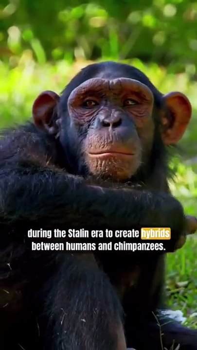Can Future Tech Create Human-Monkey Mutants_