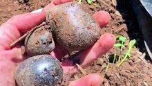 Purple Sweet Potato Nutrition Green Vegetable