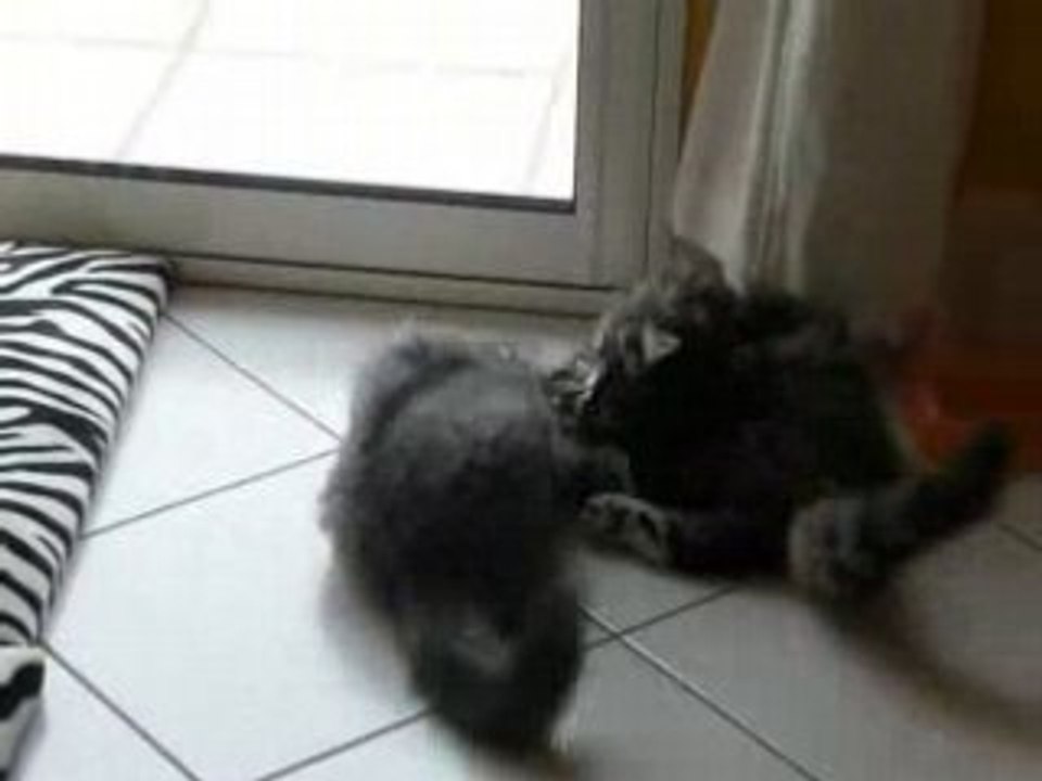Les chats s'amusent