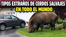 Cerdos salvajes más extraños y sorprendentes del mundo