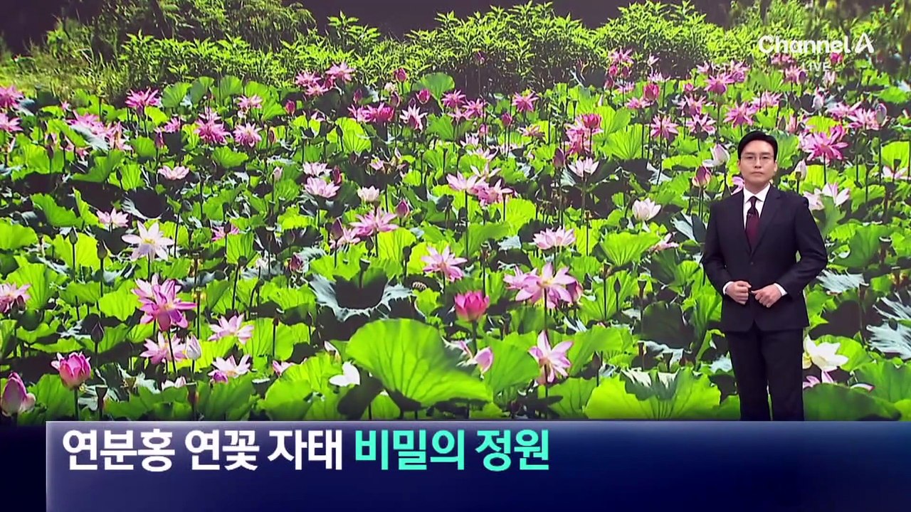 1년에 한 달만 개방…연분홍 연꽃 자태 ‘비밀의 정원’