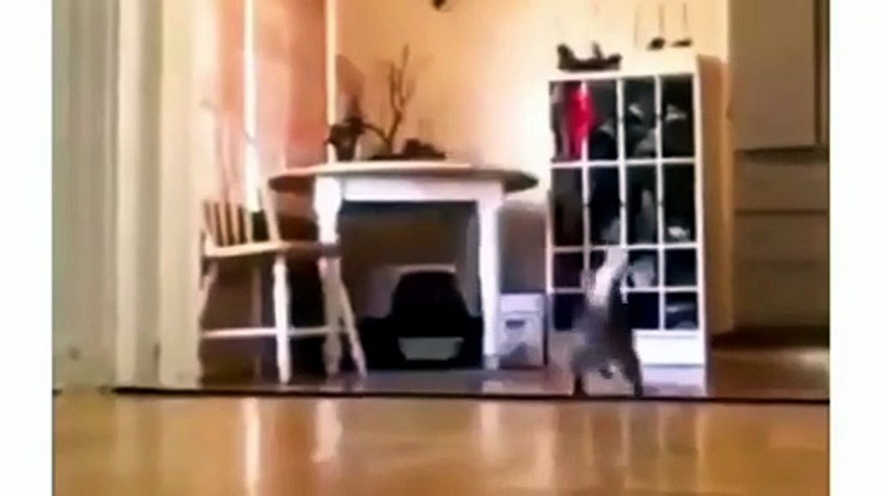 Cute cat funny cat