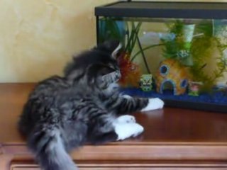 DEMETRA et l'Aquarium