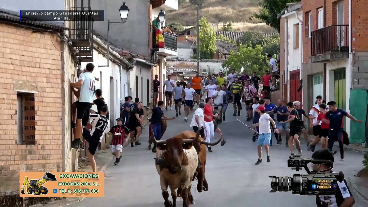 Encierro campo Ganadería QuintasAlarilla.