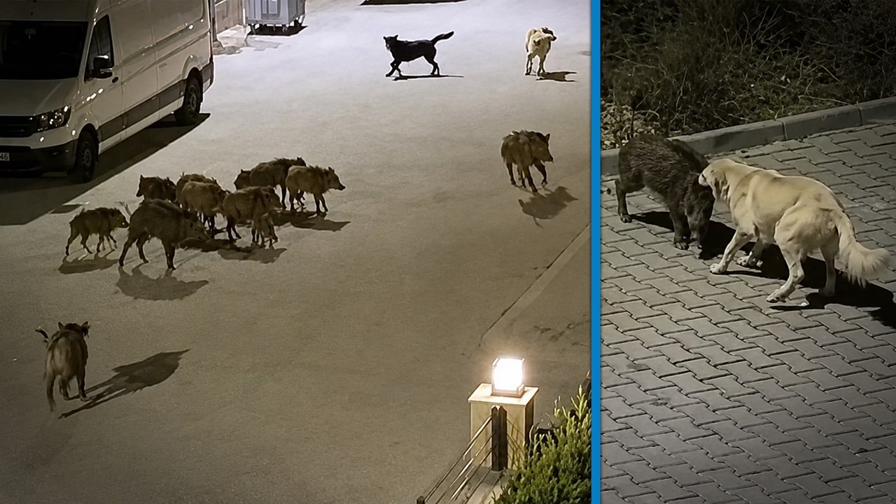 Kuşadası’nda başıboş köpekler yavru yaban domuzuna saldırdı; ailesi kurtardı