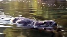 Otter : The playful river swimmer with endless curiosity