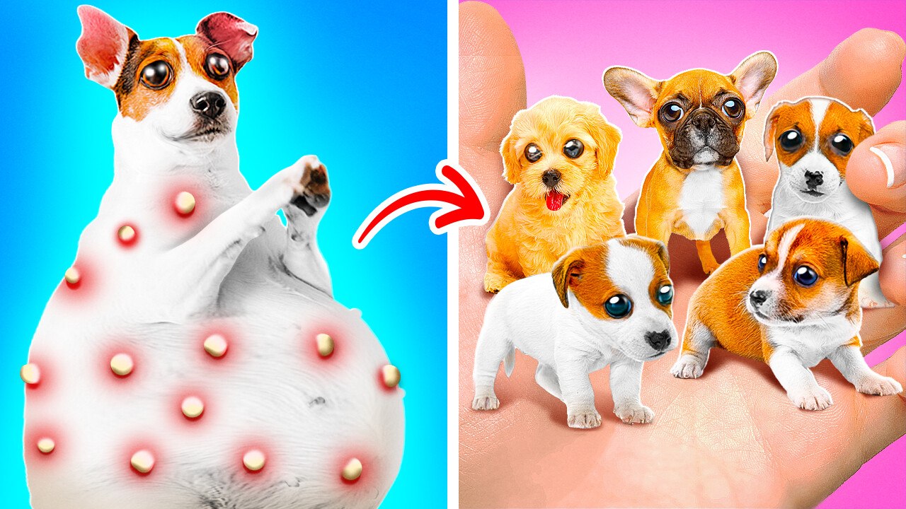 HELP! Save Tiny Dog! 🐶 *Rich Girl Builds a House For Poor Puppy*