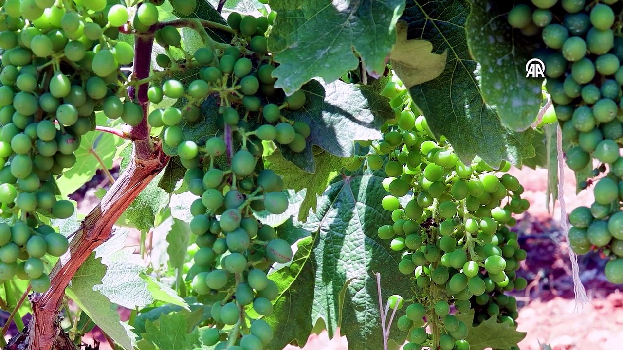 Çobanın gösterdiği asmayla Elmalı'nın kaybolan üzümünü yeniden üretime kazandırdı