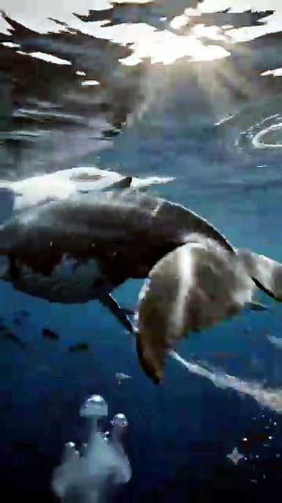 Blue Whale Swimming Gracefully Through the Deep Ocean | Relaxing Marine Wildlife in 4K