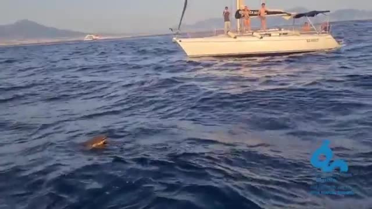Napoli, tartaruga salvata e curata al largo della Gaiola